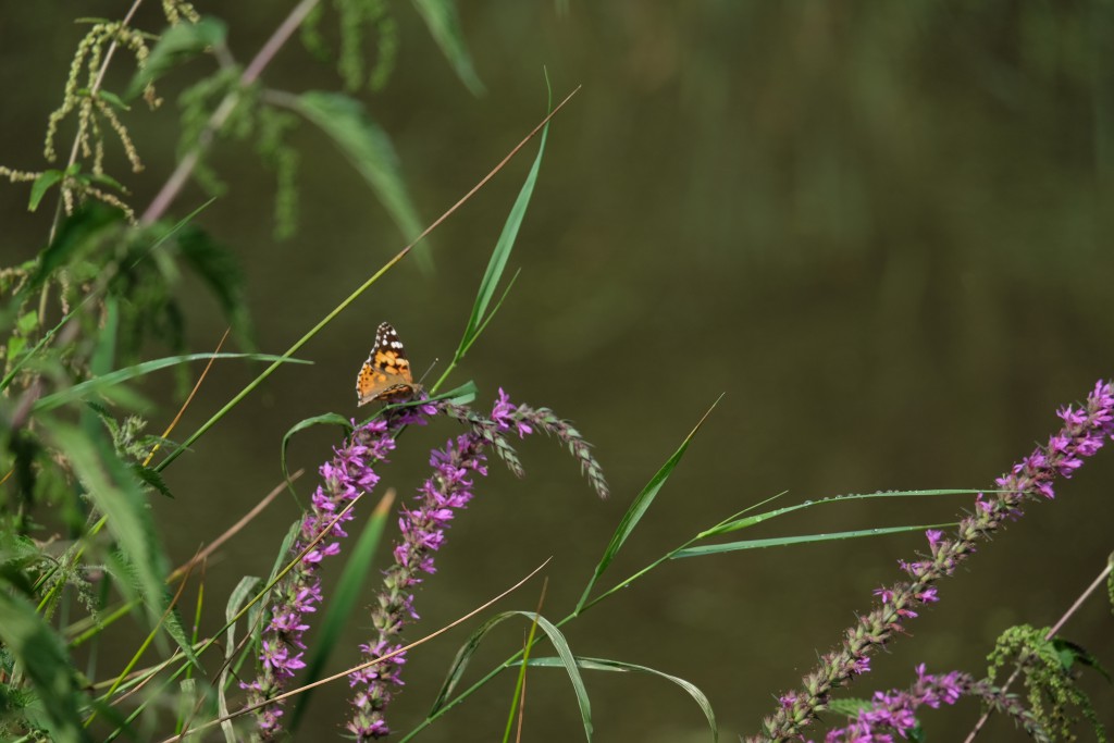 2019 Distelfalter auf Blutweiderich