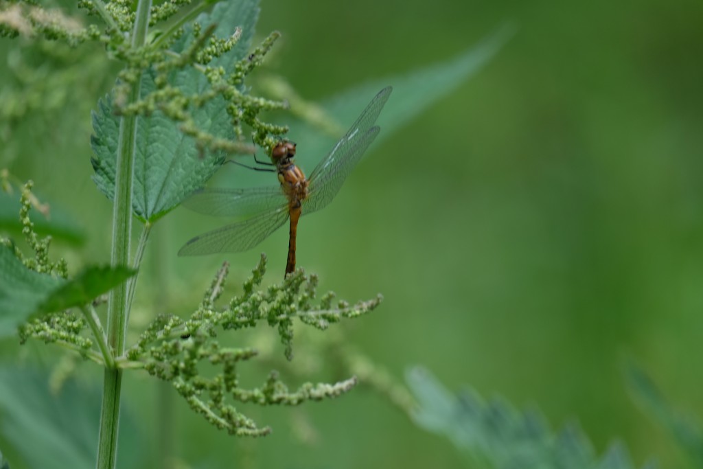 2019 Libelle auf Brennessel