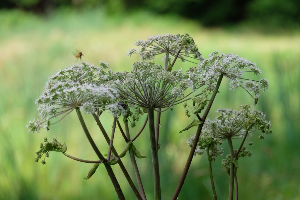 2019 Wiesenkerbel