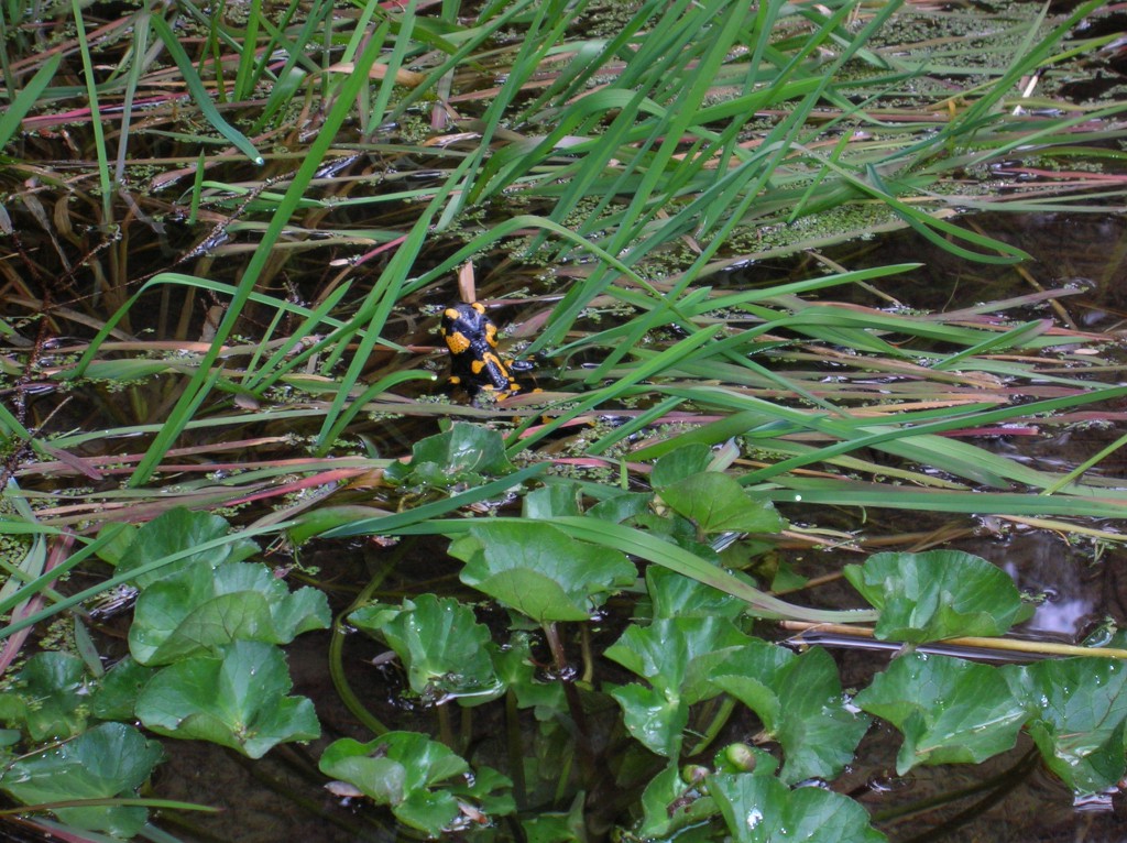 Bild Lehmeier Feuersalamander